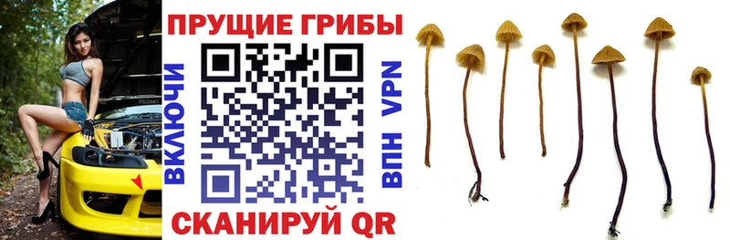Псилоцибиновые грибы Cubensis  кракен ТОР  Таганрог 